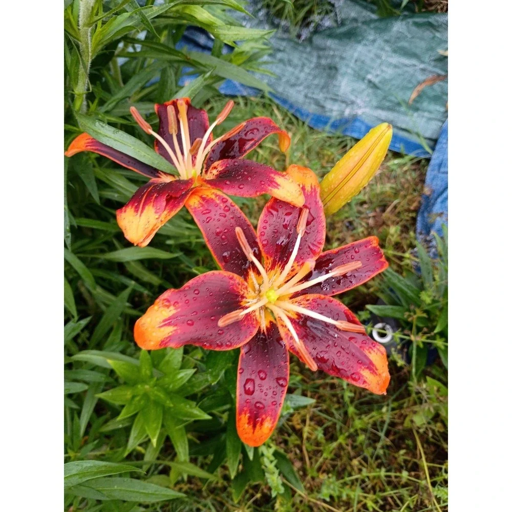 Asiatic lilies Mixed Bulbs‎ Pack Of 3 Freshly Dug Reds, Orange, Burgundy, And...